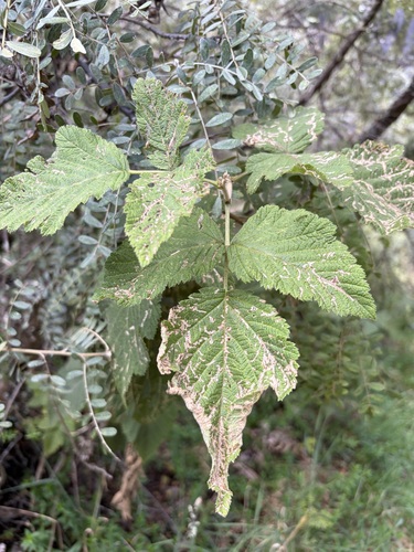 Rubus hawaiensis observed 2026-10-05