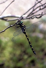 Anotogaster sieboldii