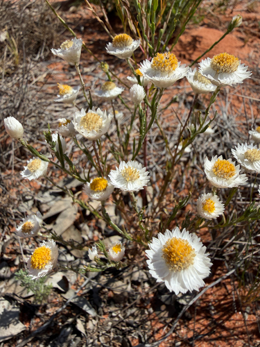 Rhodanthe floribunda observed 2026-10-14