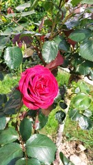 Rosa