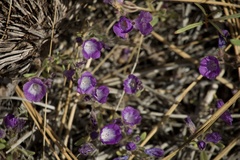Phacelia curvipes