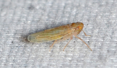 Graminella plana