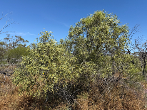 Santalum acuminatum observed 2026-10-14