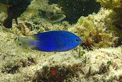 Pomacentrus caeruleopunctatus