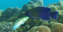 Pomacentrus caeruleopunctatus