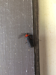 Pterotus obscuripennis