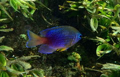 Pomacentrus caeruleopunctatus