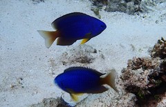 Pomacentrus caeruleopunctatus
