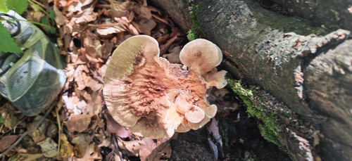 Giant Polypore