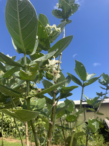 Calotropis gigantea observed 2026-10-13