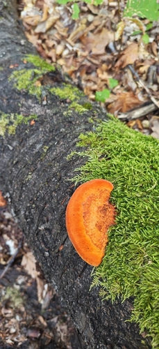 Northern Cinnabar Polypore