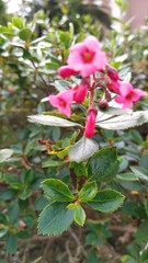 Angiospermae