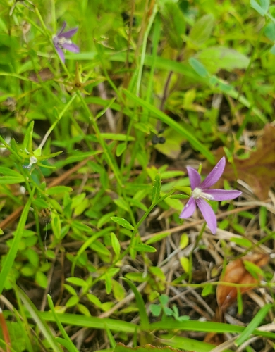 Rotanthella floridana, photograph 5