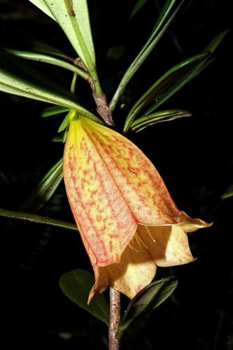 Thiollierea campanulata observed 2026-09-12
