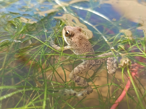 Sahara Frog
