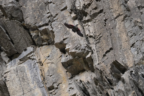 Wallcreeper