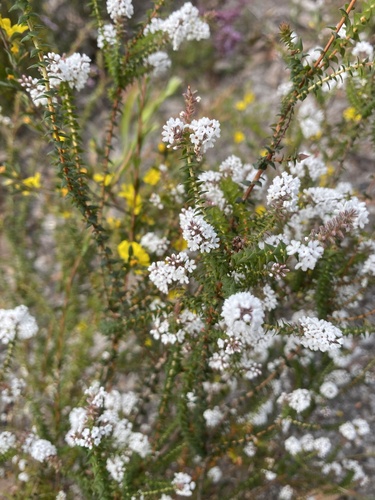 Leucopogon glabellus observed 2026-10-14