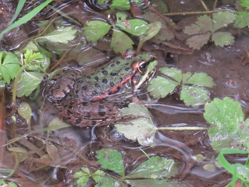 Marsh Frog