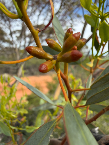 Eucalyptus dumosa observed 2026-10-14