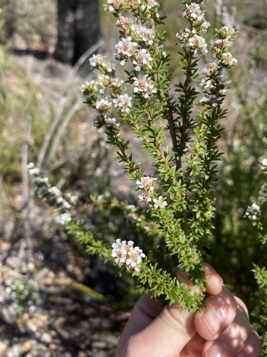 Taxandria parviceps, 2026-10-14