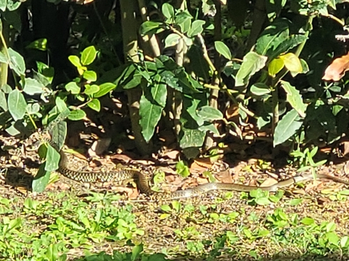Green Whip Snake