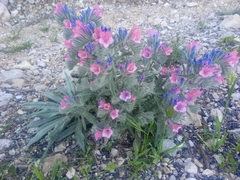 Echium albicans