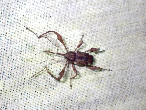 Acicnemidia longimana