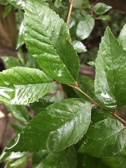 Planera aquatica