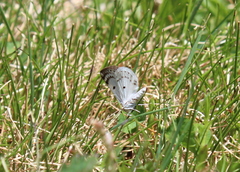 Lomographa semiclarata