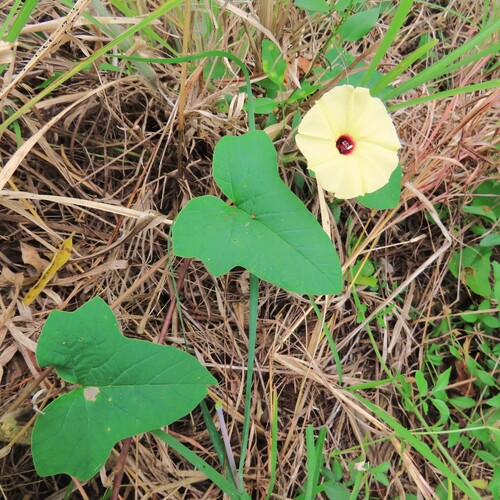 Hewittia malabarica observed 2026-10-14