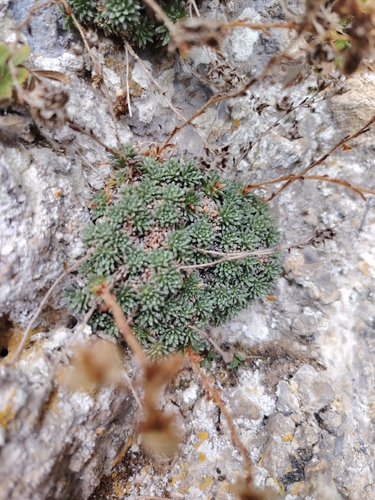 Diapensia Saxifrage