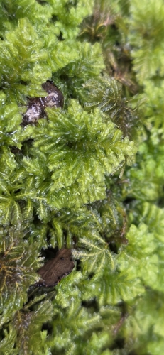 Hypopterygium tamarisci observed 2026-10-14