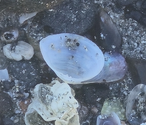 Gastrana fragilis observed 2026-10-14