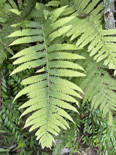 Christella parasitica observed 2026-10-14