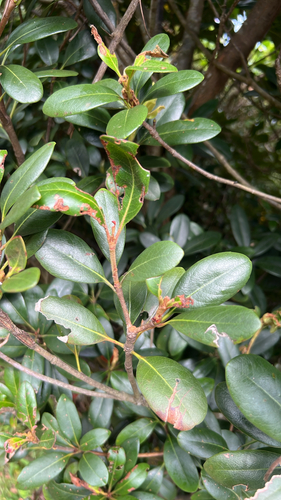 Rhaphiolepis umbellata observed 2026-10-14