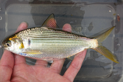 Nematalosa nasus observed 2026-10-14