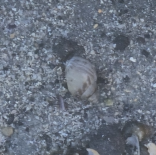 Tritia mutabilis observed 2026-10-14