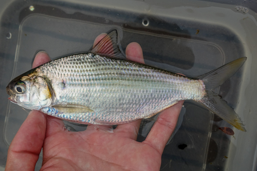 Nematalosa nasus observed 2026-10-14