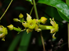 Prestonia cayennensis
