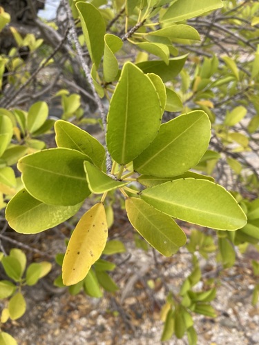 Excoecaria agallocha observed 2026-10-14