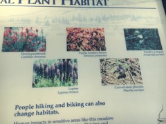 Erythranthe purpurea