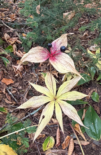 Cucumber Root