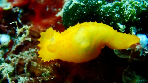Gymnodoris citrina observed 2026-10-11