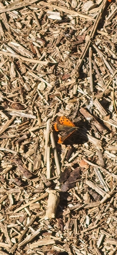 Small Copper
