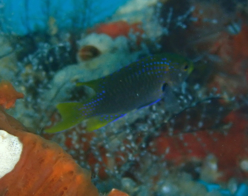 Neopomacentrus nemurus observed 2026-10-09