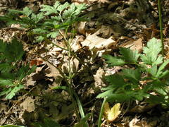Ranunculus constantinopolitanus