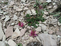 Astragalus monspessulanus