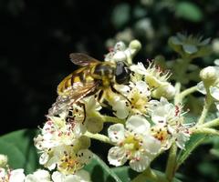 Myathropa