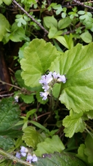 Veronica regina-nivalis