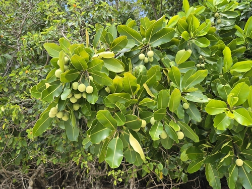 Calophyllum inophyllum observed 2026-10-14
